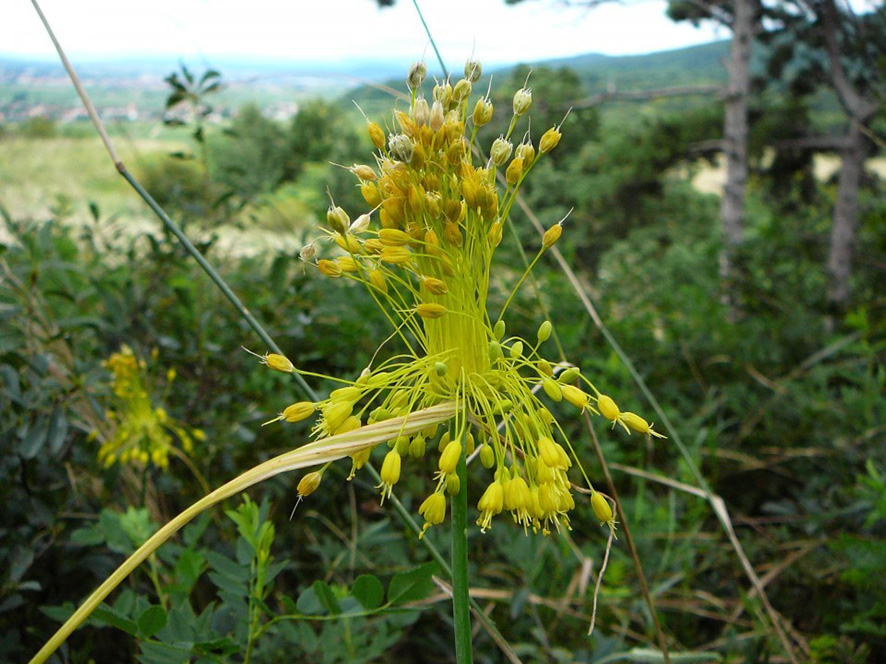 Allium flavum